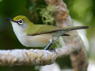  - Christmas Island White-eye