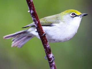  - Christmas Island White-eye