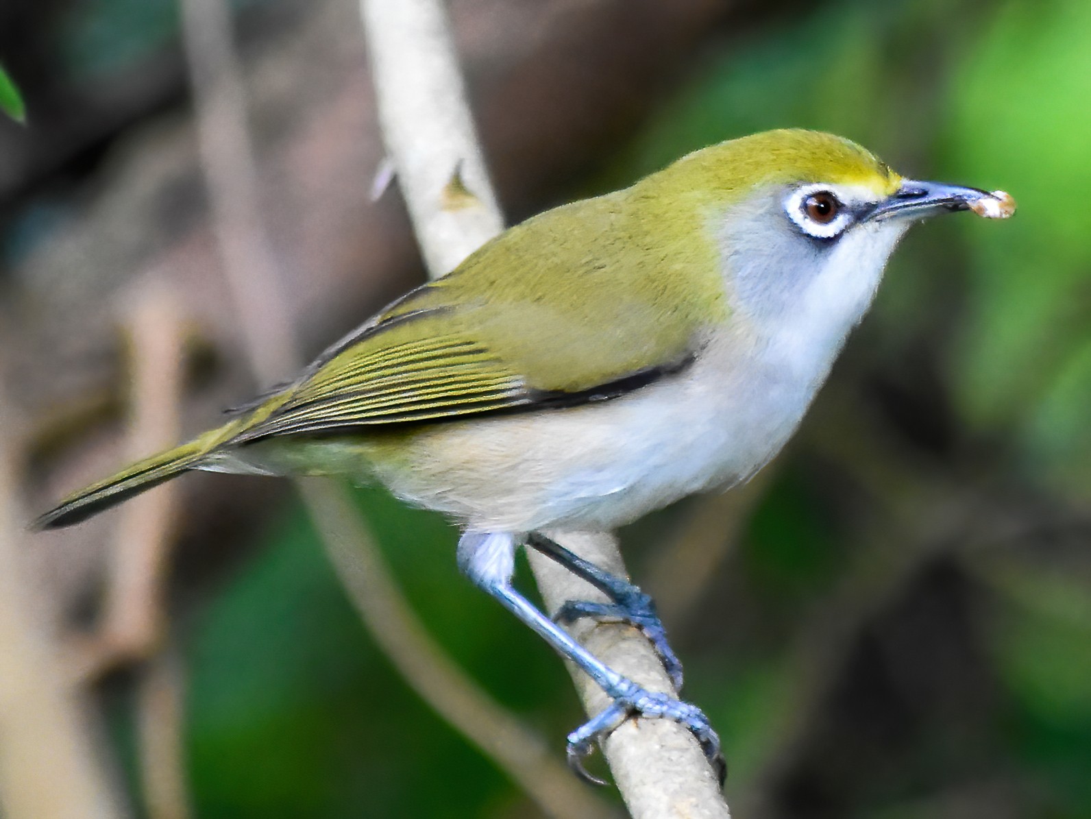 Christmas Island White-eye - eBird