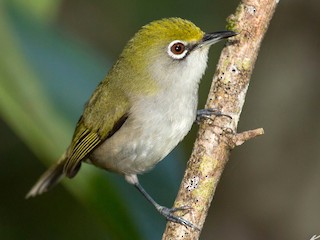  - Christmas Island White-eye