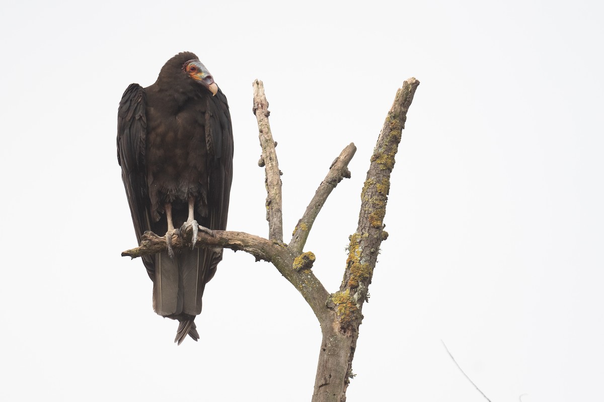 Lesser Yellow-headed Vulture - ML395659641