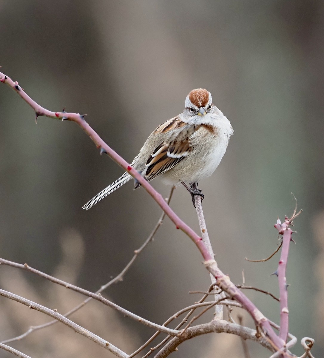American Tree Sparrow - ML395660001
