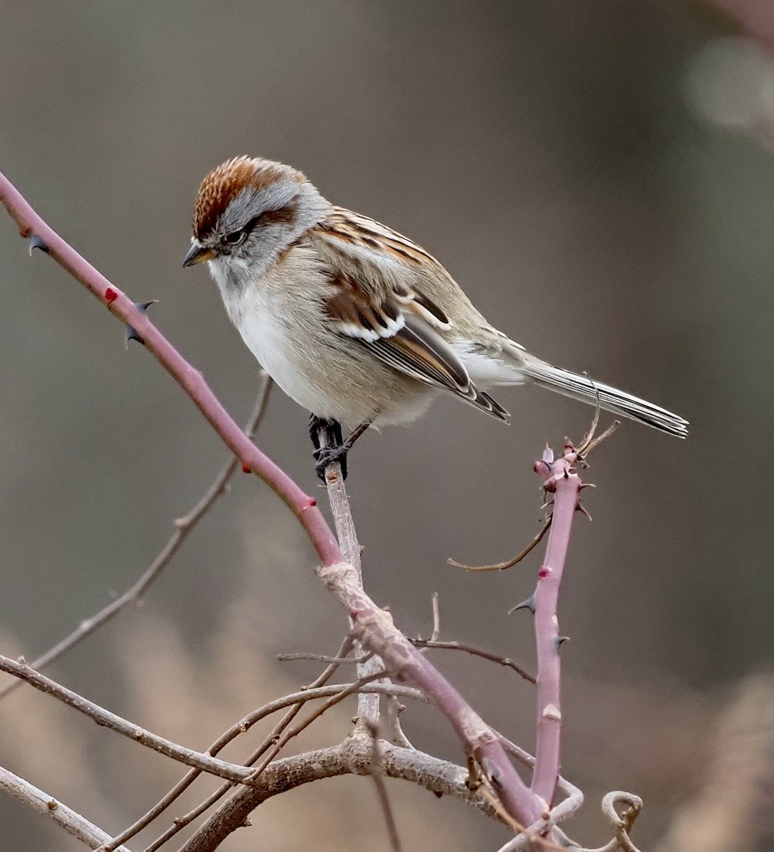 American Tree Sparrow - ML395660061