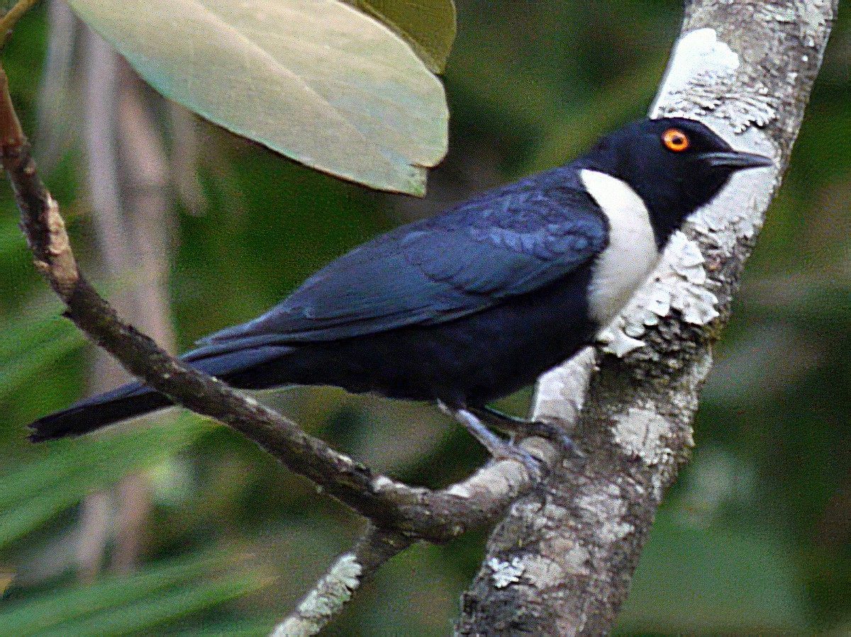 White-collared Starling - eBird
