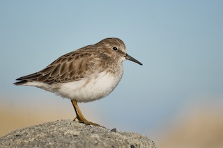 Least Sandpiper