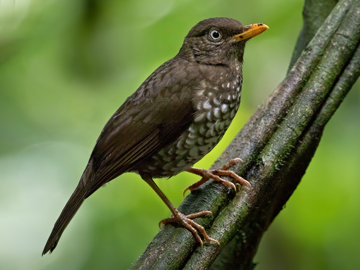 Principe Thrush - Turdus xanthorhynchus - Birds of the World