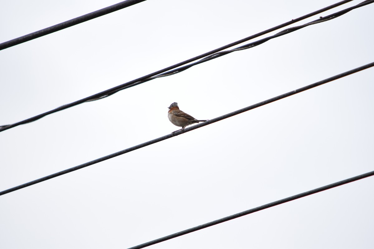 Rufous-collared Sparrow - ML395672691