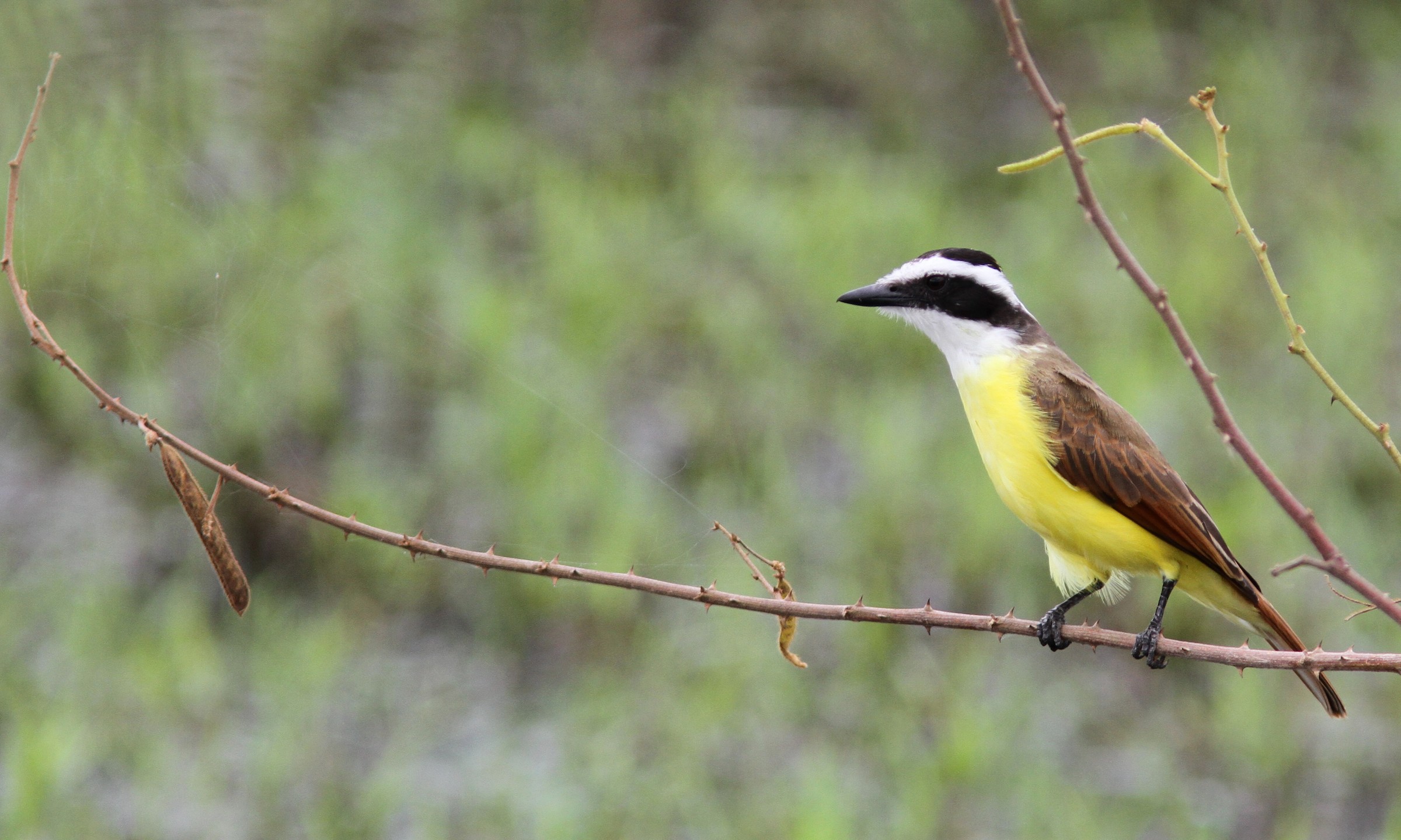 © Sean Fitzgerald - Great Kiskadee