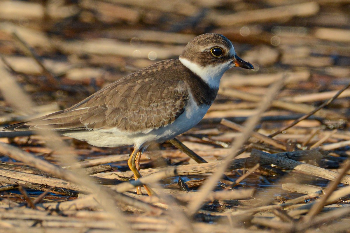 Semipalmated Plover - ML395684011