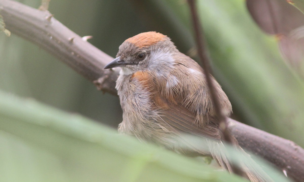 Pale-breasted Spinetail - ML39568581