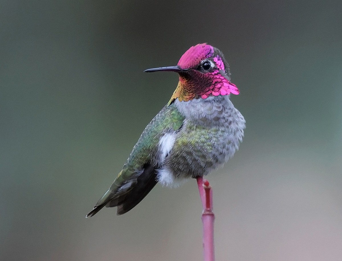 Anna's Hummingbird - Tom  Kogut