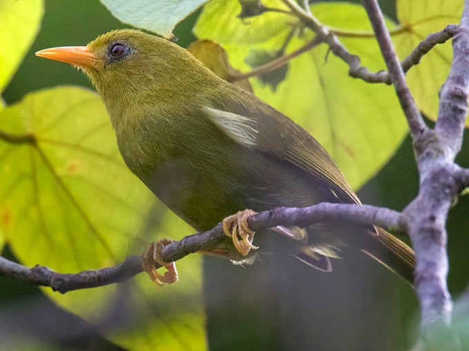 Rennell White-eye - Lars Petersson