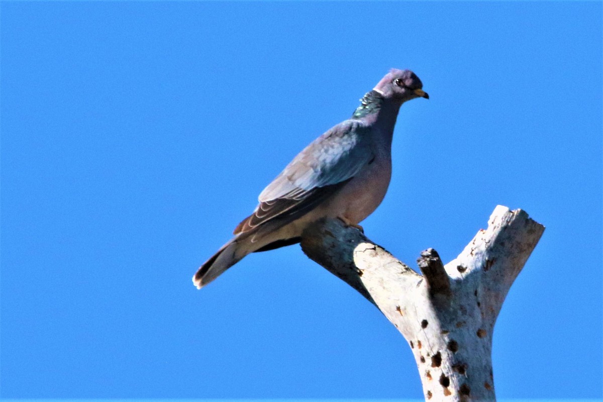 Band-tailed Pigeon - ML395700151