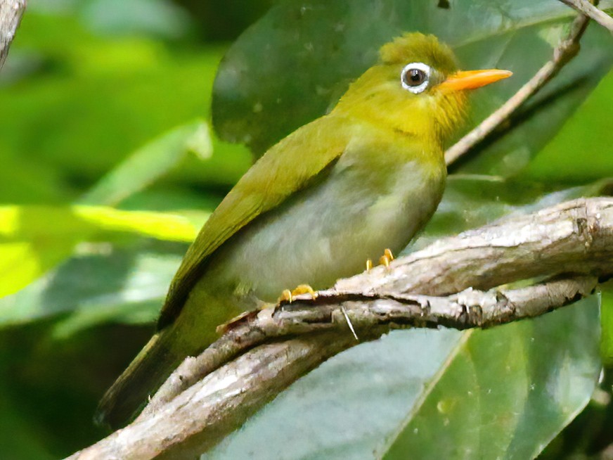 Banded White-eye - eBird