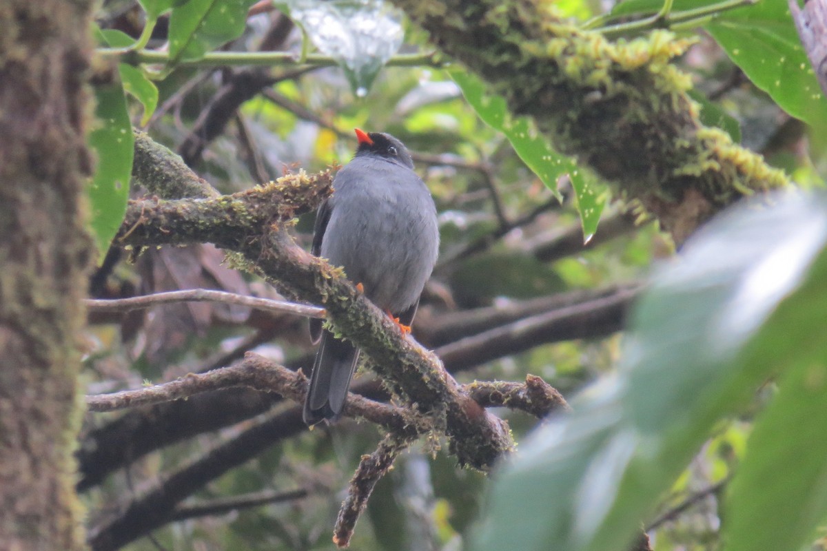 Black-faced Solitaire - ML395701641