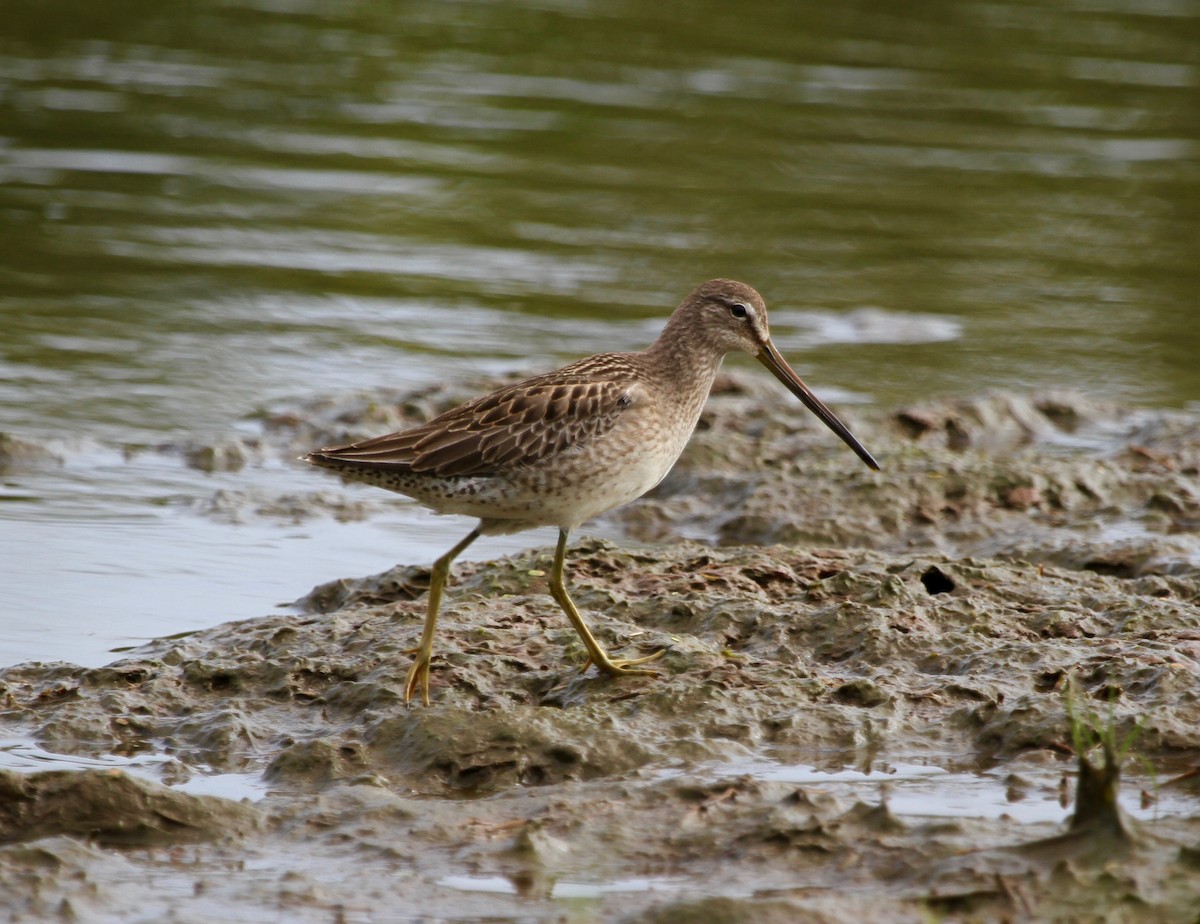 Long-billed Dowitcher - ML39570331