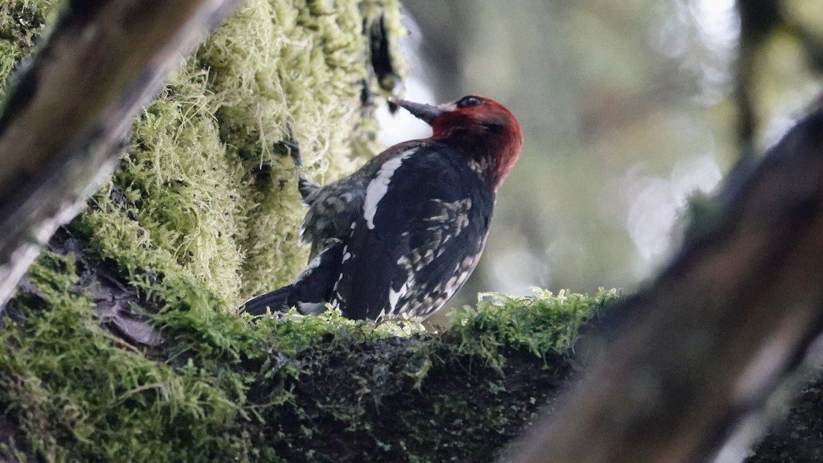 Red-breasted Sapsucker - ML395704651