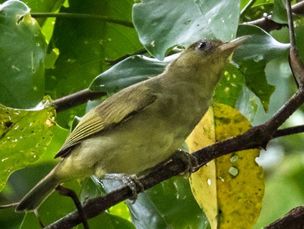 Malaita White-eye - Zosterops stresemanni - Birds of the World