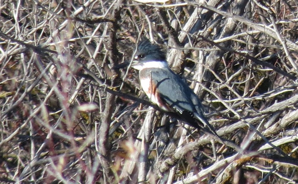 Belted Kingfisher - ML39570721