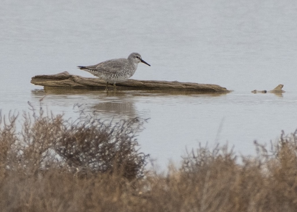 Red Knot - ML395707561