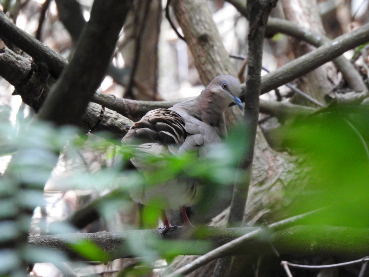 Gray-chested Dove - Fabian Torres