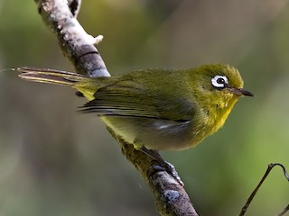  - Green-backed White-eye