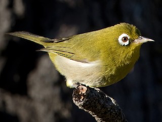  - Green-backed White-eye
