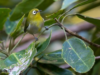  - Green-backed White-eye