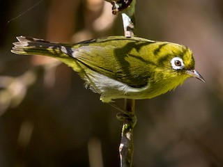  - Green-backed White-eye
