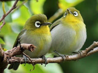  - Green-backed White-eye
