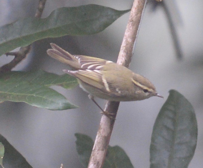 Yellow-browed Warbler - marcel finlay