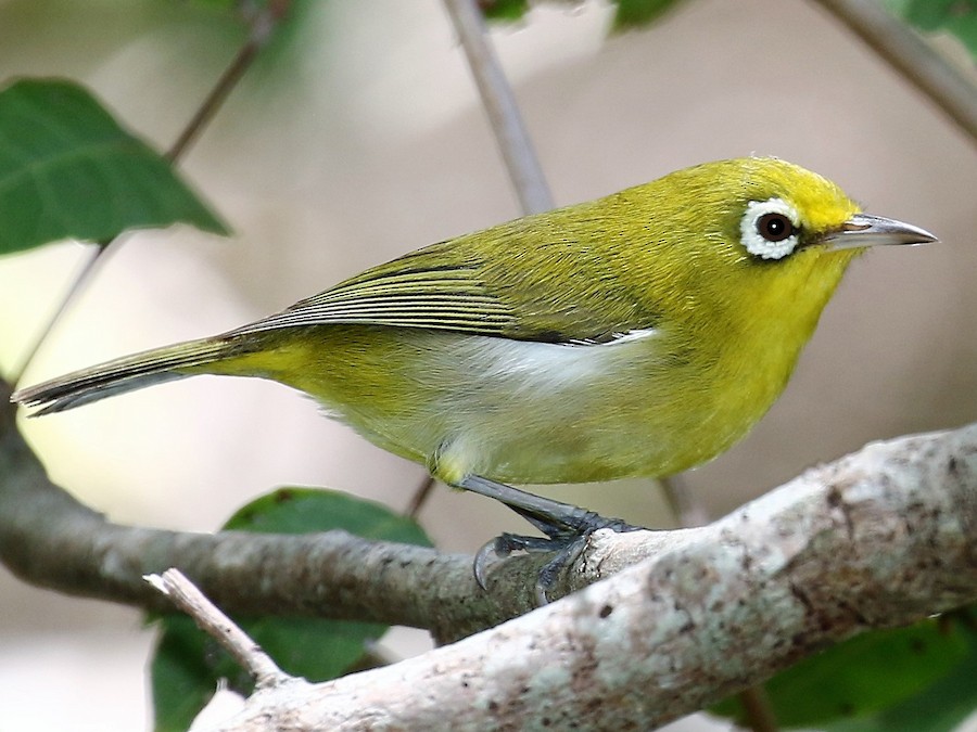 Small Lifou White-eye - eBird