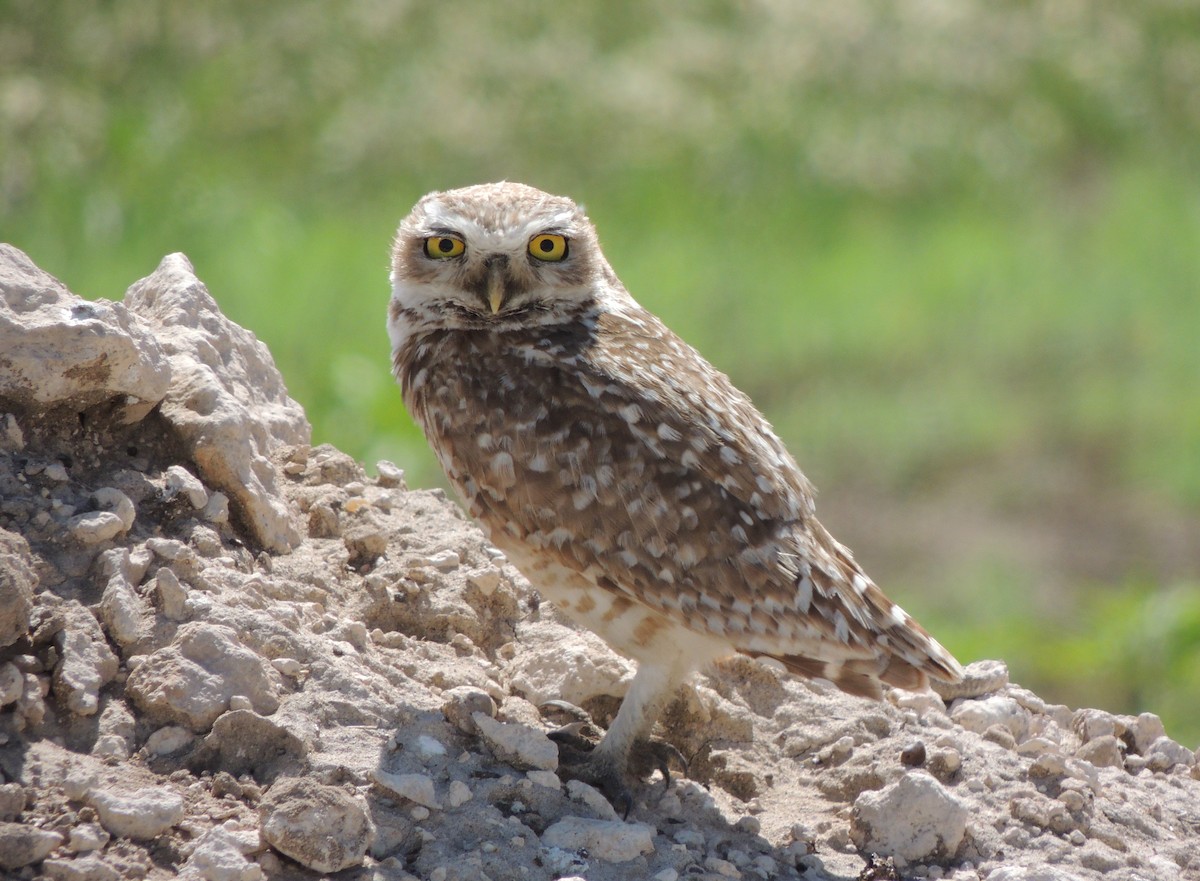 Burrowing Owl - Simón Pla García