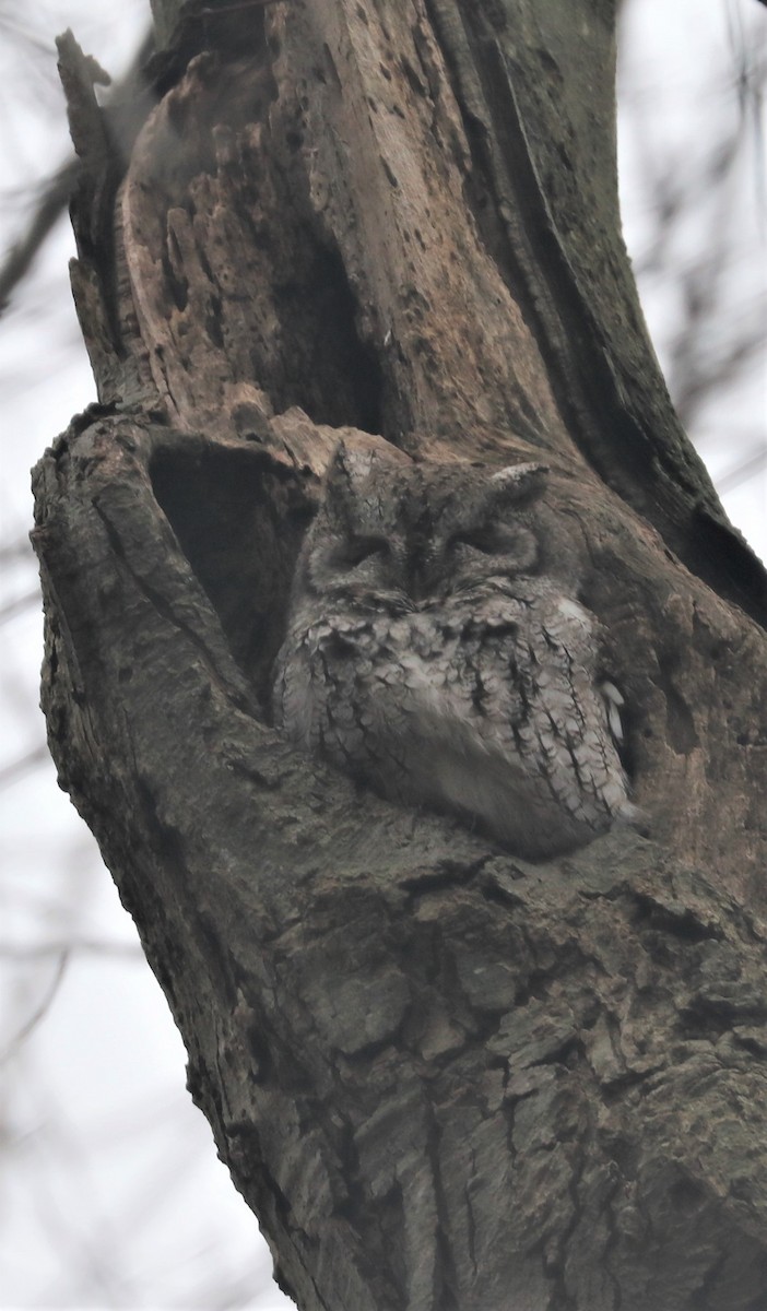 Eastern Screech-Owl - bill belford