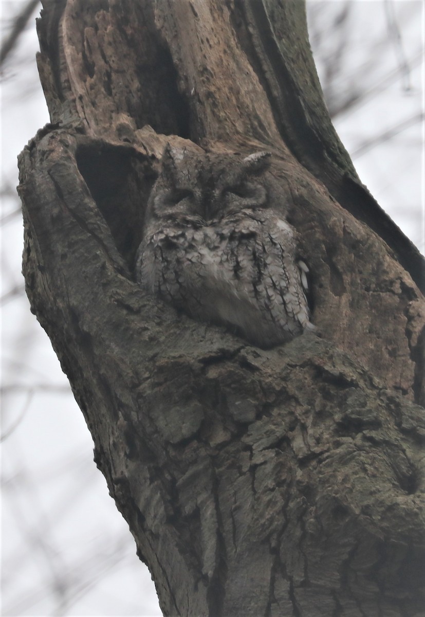Eastern Screech-Owl - bill belford