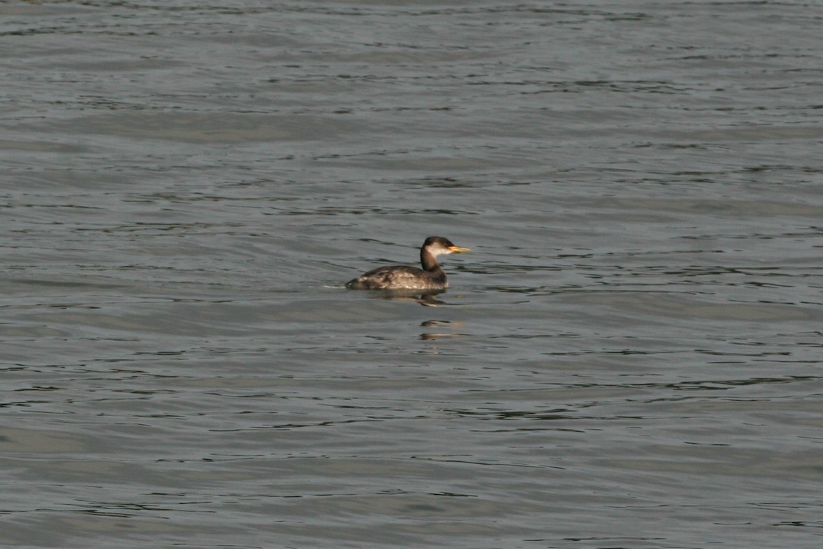 Red-necked Grebe - ML395719361