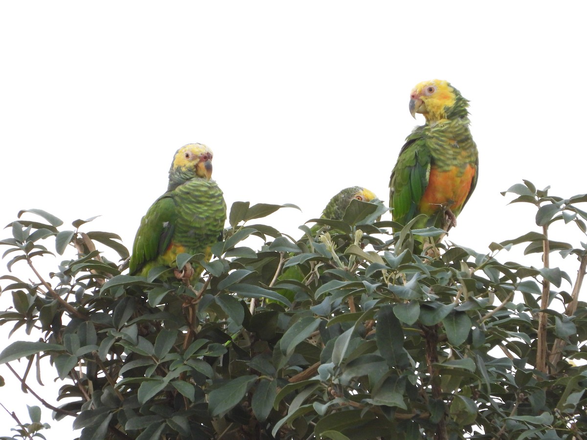 Yellow-faced Parrot - ML395724441