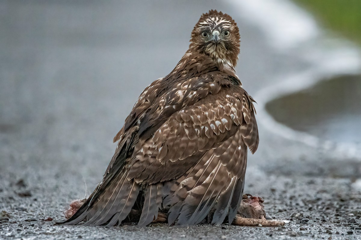 Red-tailed Hawk - ML395724491