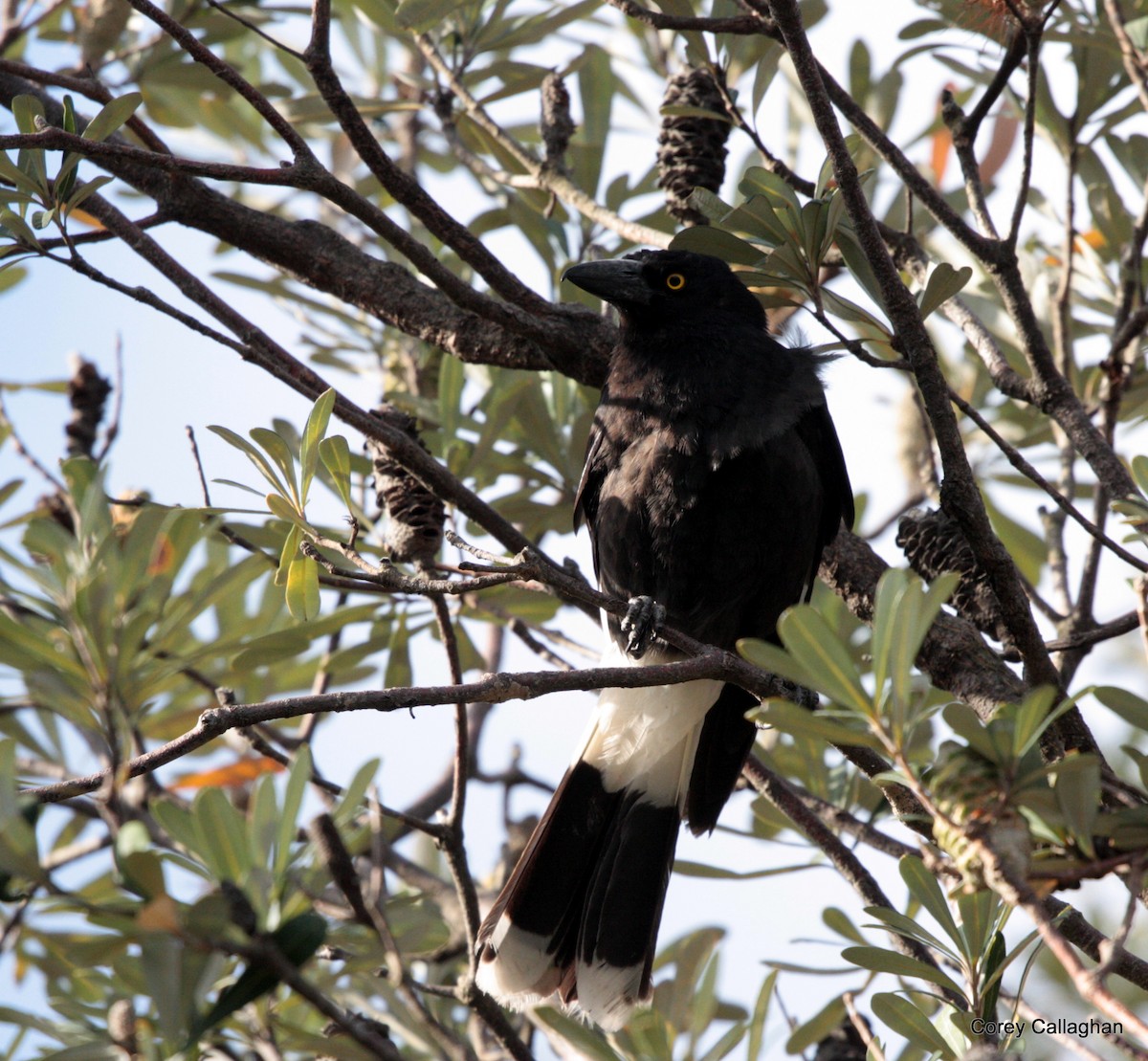 Pied Currawong - ML39572601