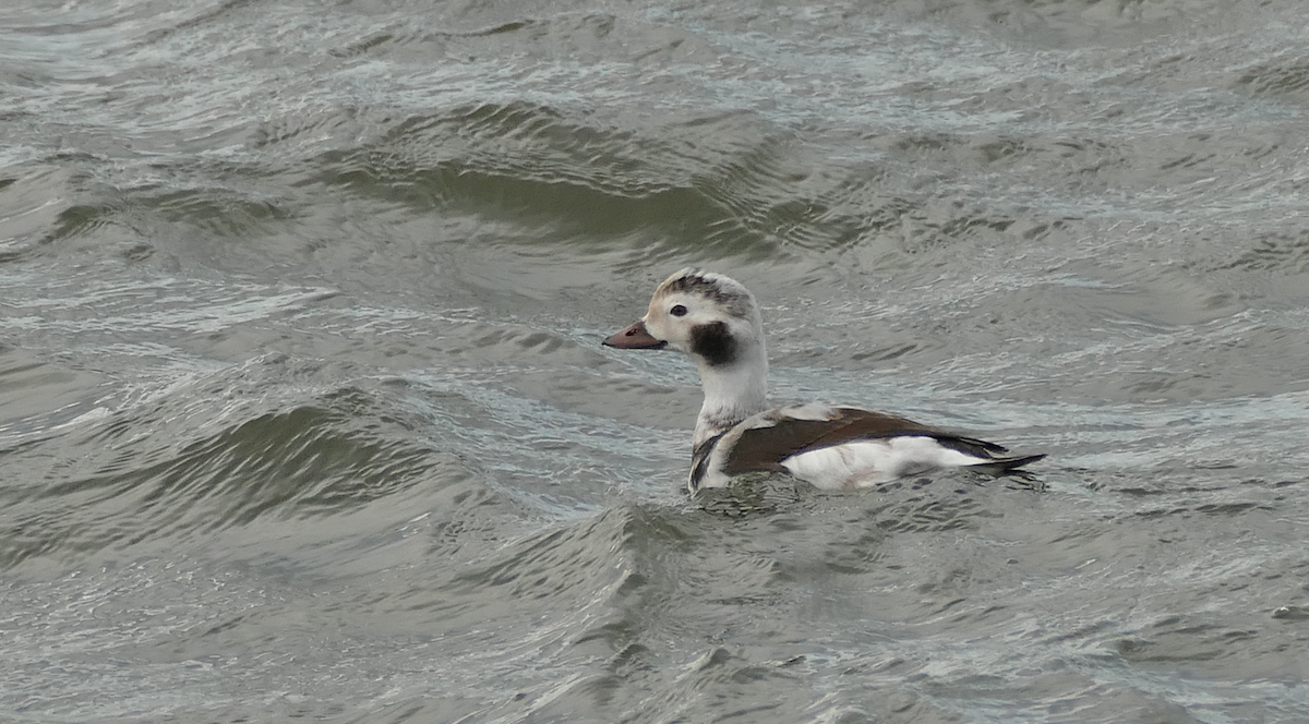 Long-tailed Duck - Avery Fish