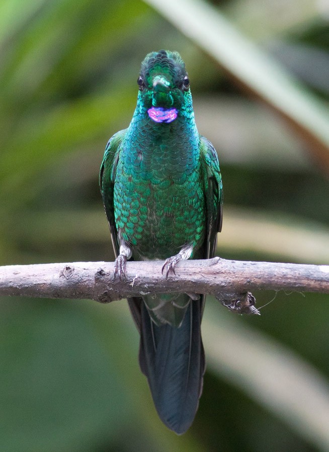 Green-crowned Brilliant - ML39574261