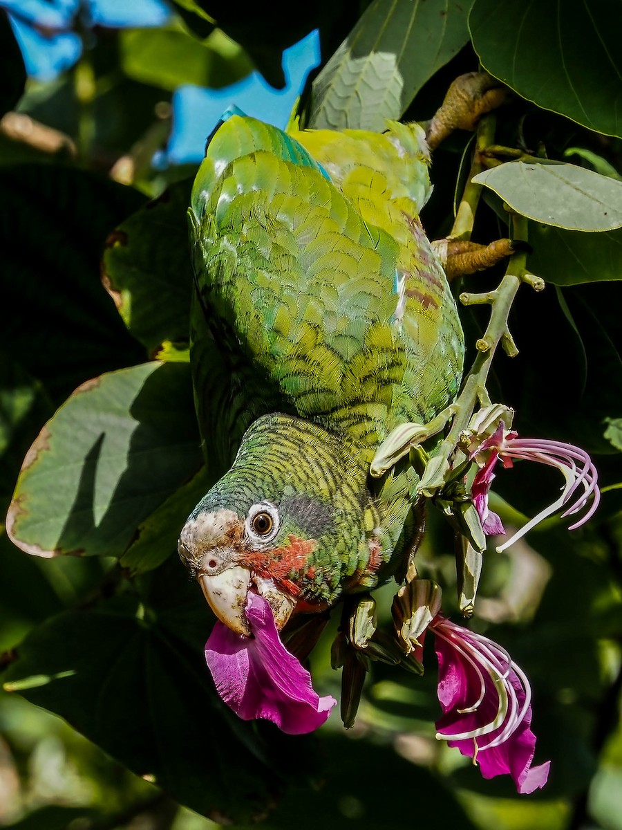 Cuban Parrot - ML395743401