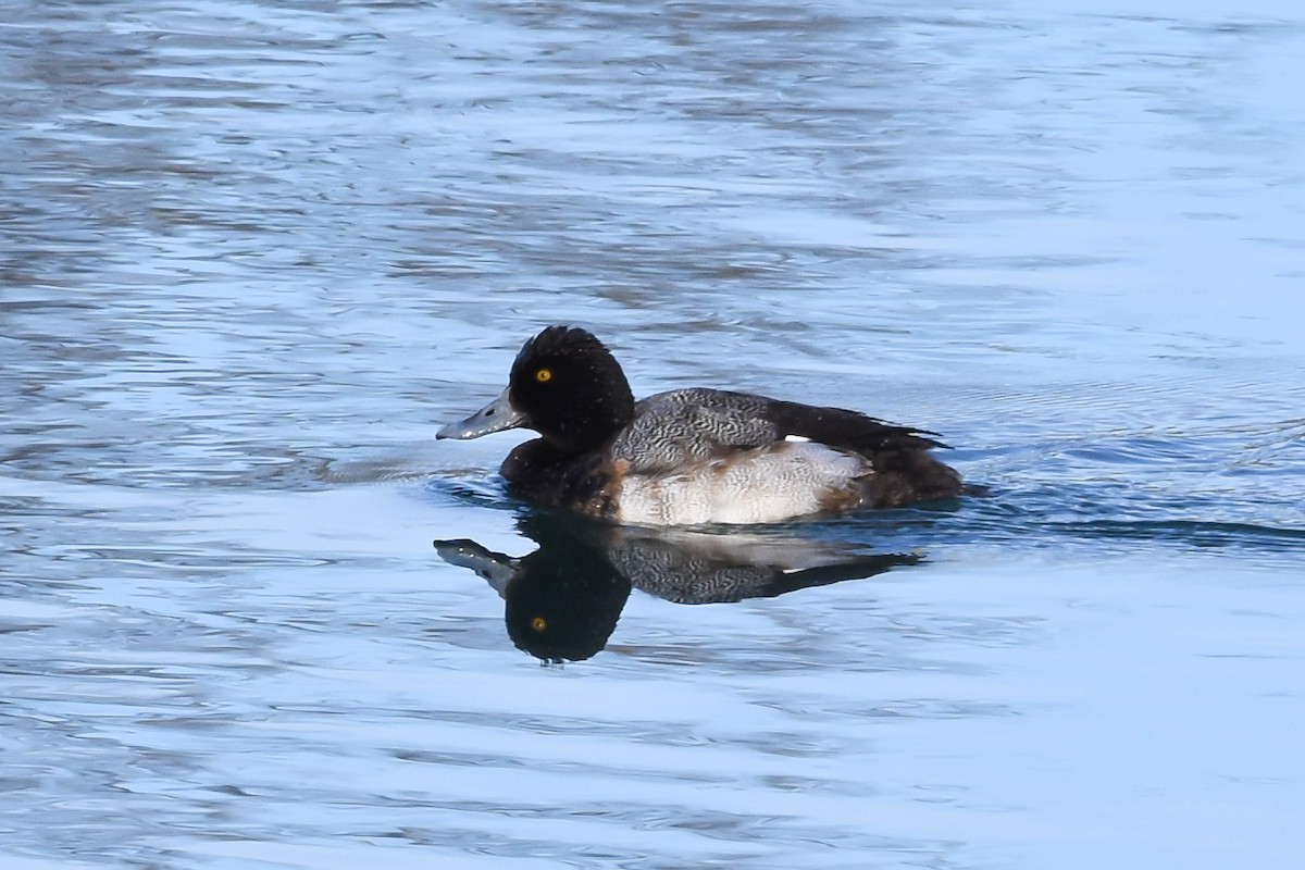 Greater Scaup - ML395745811