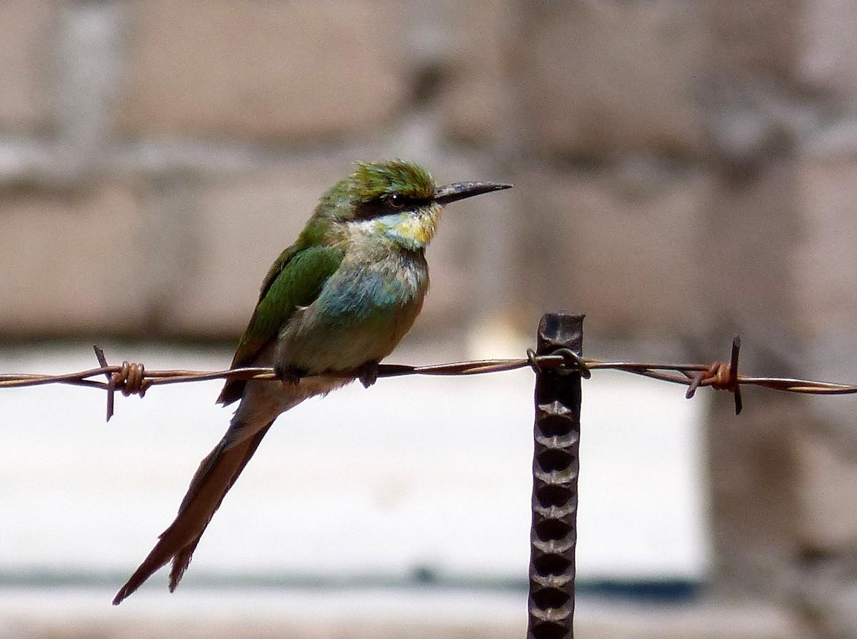 Swallow-tailed Bee-eater - ML395746611