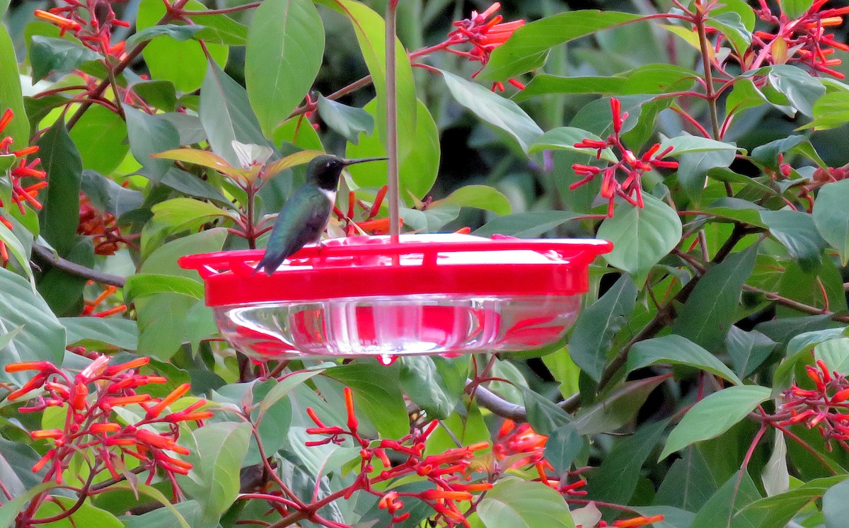 Black-chinned Hummingbird - Christine Rowland