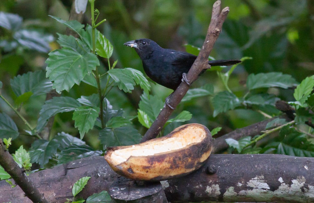 White-lined Tanager - ML39574751