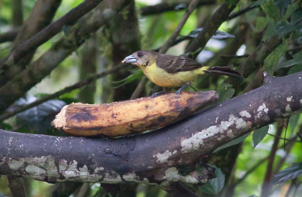 Flame-rumped Tanager (Lemon-rumped) - ML39574811