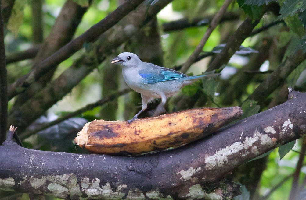 Blue-gray Tanager - ML39574831