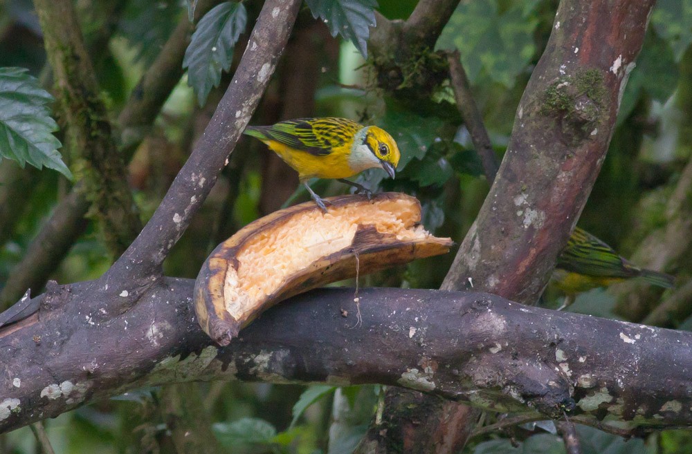 Silver-throated Tanager - ML39574871