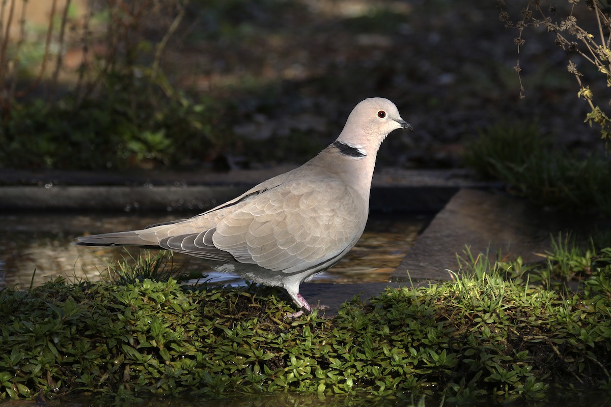Eurasian Collared-Dove - ML395750221